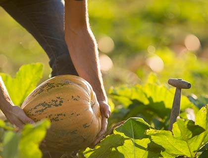 Des mains cueillent des grains de café sur un plant.