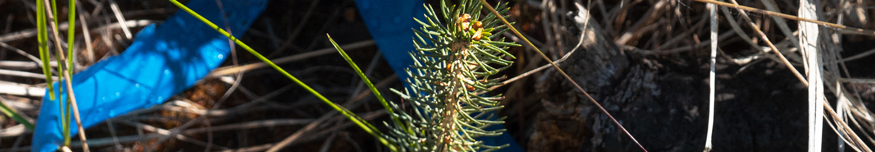 climate-action--divider-desktop