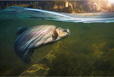 A picture of a fish underwater.
